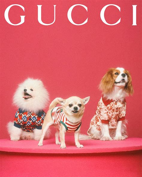 gucci pet dames|Gucci pet collection.